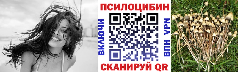 Купить где  Нариманов  Галлюциногенные грибы Psilocybe 